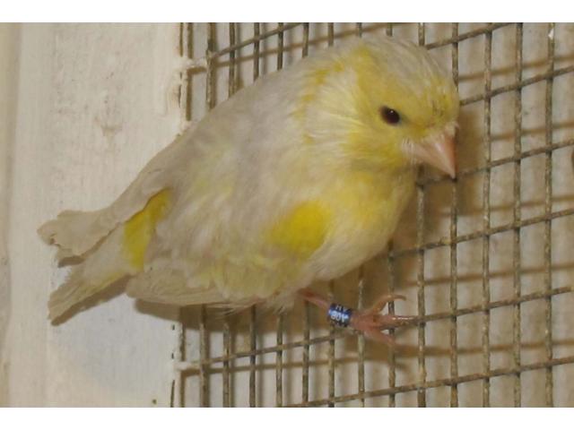 Photo Canaris M/F 2024 image 5/6