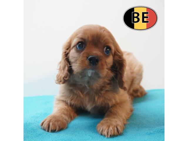 Photo Cavalier King Charles - adorables chiots belges à vendre image 5/6