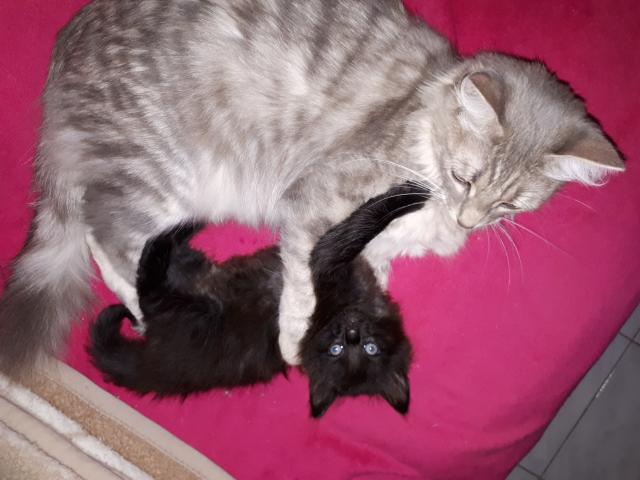 Photo chaton angora turc noir yeux bleus image 5/6