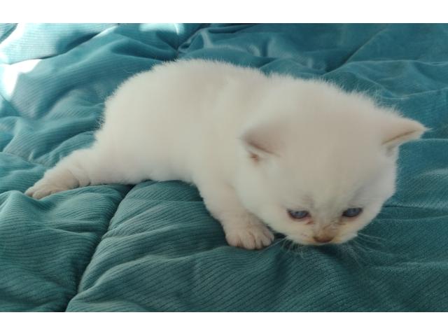 Photo Chatons British Shorthair fawn à réserver image 5/5