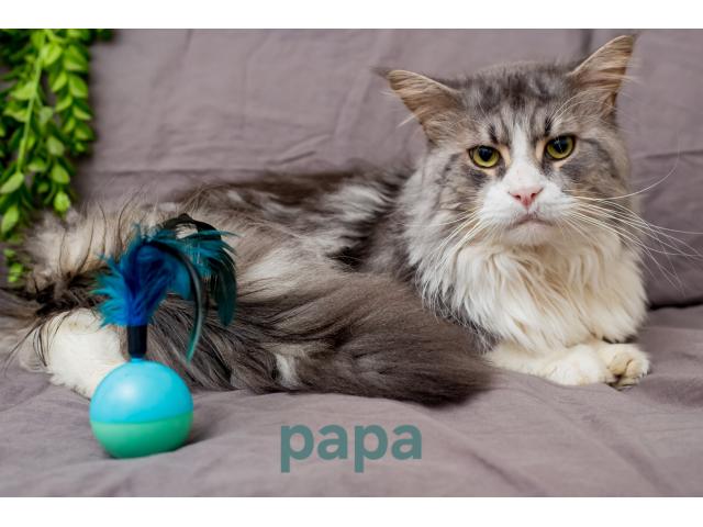 Photo Chatons Maine Coon à vendre (pédigrée) image 5/6