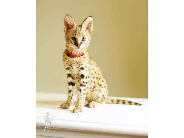 Photo chatons savannah  disponible image 5/6