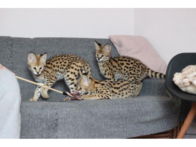 Photo chatons serval,savannah et caracal disponible image 5/6