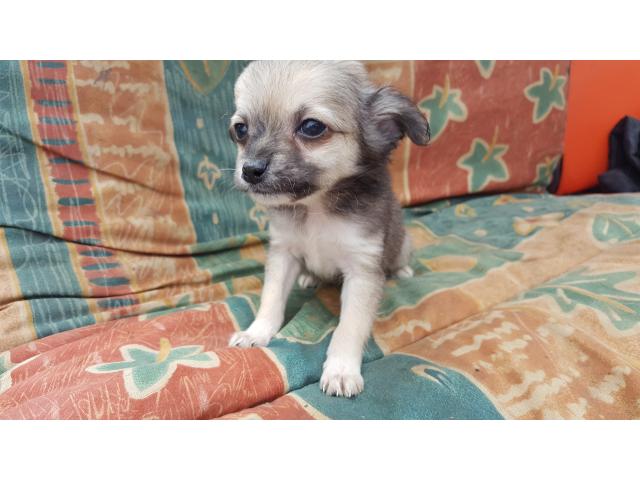 Photo Chihuahua image 5/6