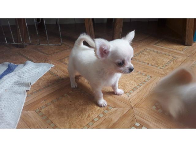 Photo Chihuahua à vendre image 5/5