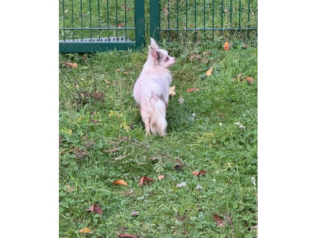 Photo Chihuahua adulte image 5/6