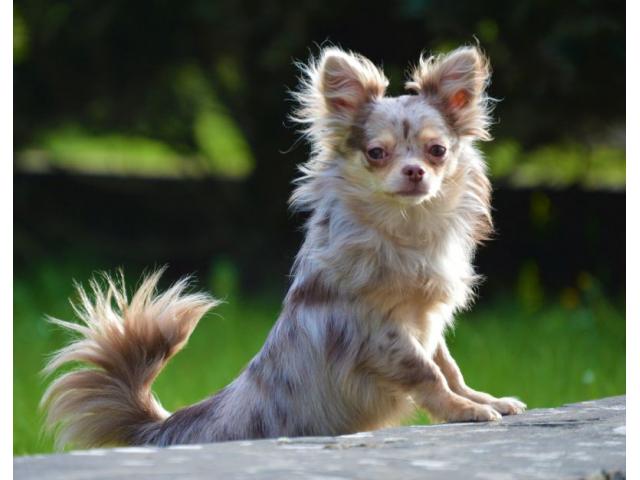 Photo Chihuahua mâle couleur lavande claire/bringée image 5/6