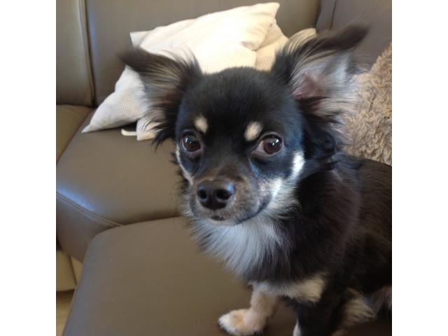 Photo Chihuahua noir et beige pour saillie image 5/5