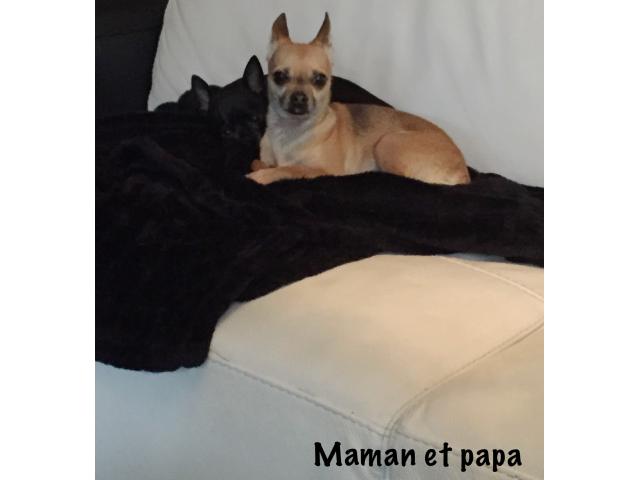 Photo Chihuahua noir poils courts (mâle) image 5/6