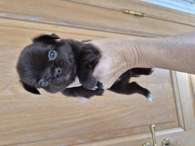 Photo chihuahua poils long image 5/6