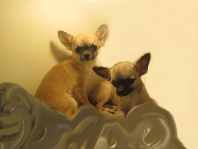 Photo Chihuahuas à poils courts image 5/6