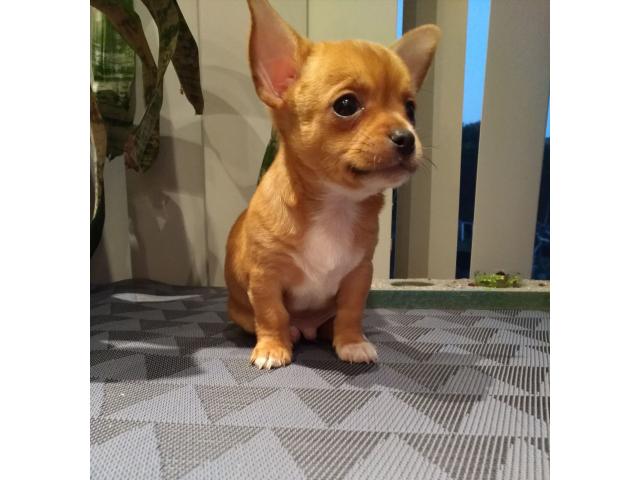 Photo Chihuahuas à vendre image 5/5