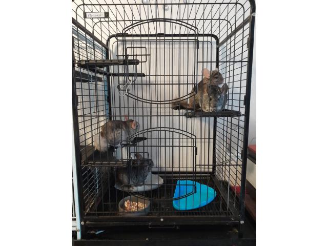 Photo Chinchillas image 5/5