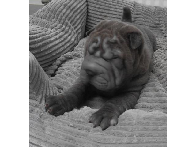 Photo chiot a vendre image 5/5