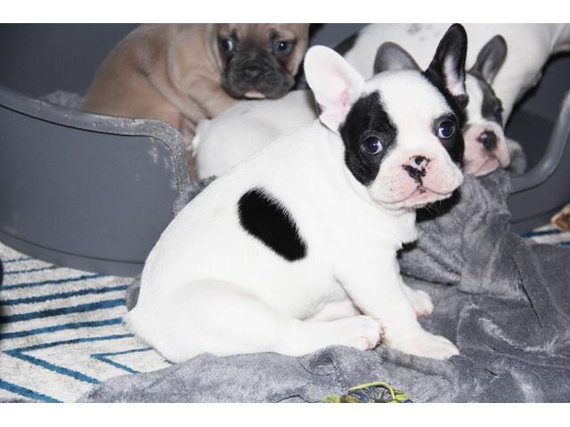 Photo Chiot BOULDOGUE FRANCAIS EXOTIQUE image 5/5