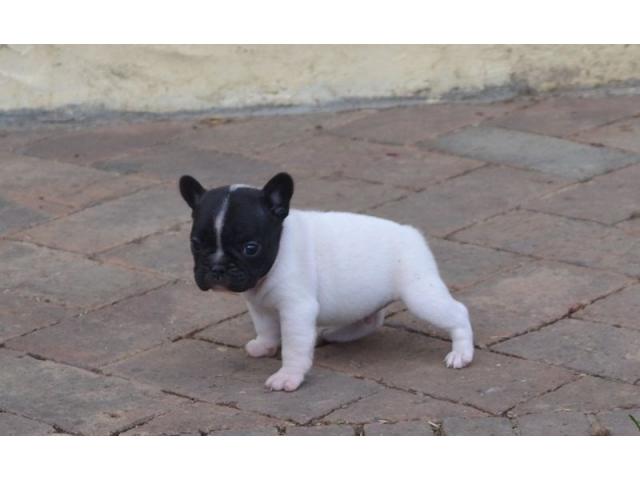 Photo Chiot bouledogue français image 5/5