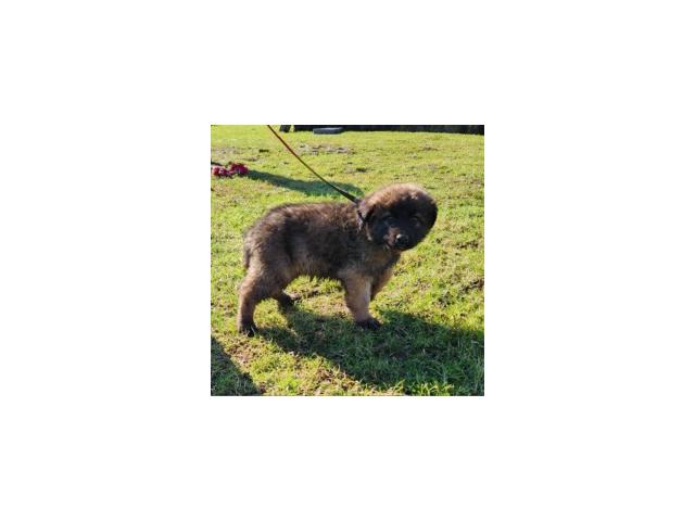 Photo CHIOT LEONBERG image 5/6