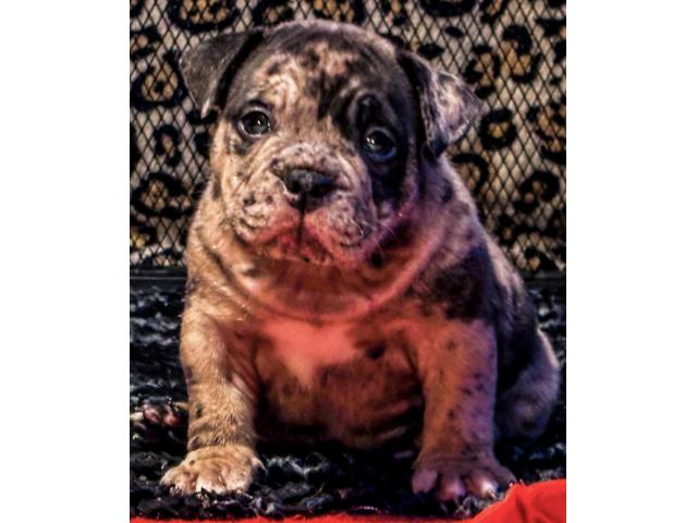Photo Chiots américain bully image 5/5