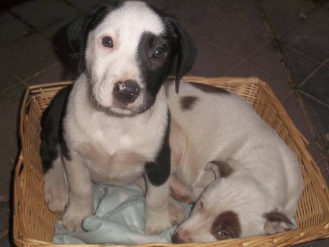 Photo chiots american staffordhire terrier image 5/6