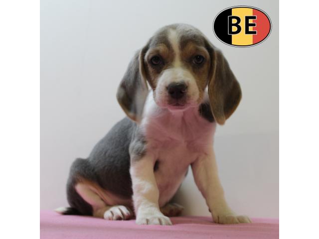 Photo Chiots Beagle à vendre, également bleus image 5/5