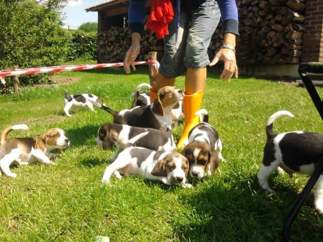 Photo chiots beagle pure race élevés en famille image 5/6