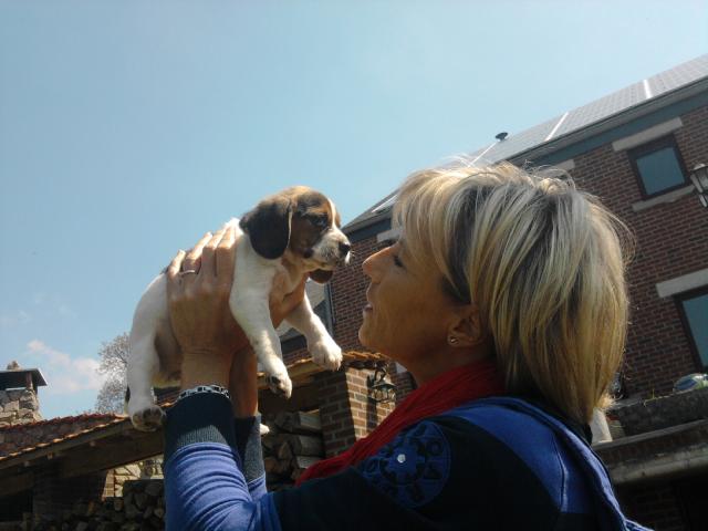Photo chiots beagle pure race élevés en famille image 5/6