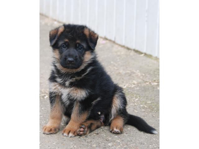 Photo Chiots berger allemand image 5/6