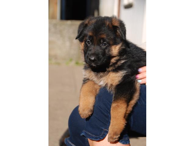 Photo Chiots berger allemand image 5/6