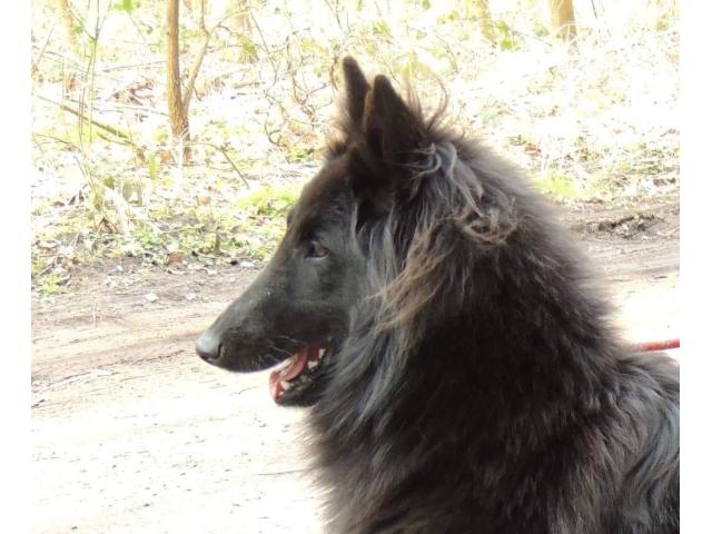 Photo Chiots berger belge groenendael image 5/6