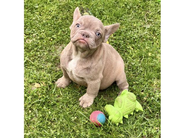 Photo Chiots Bouledogue Français image 5/6
