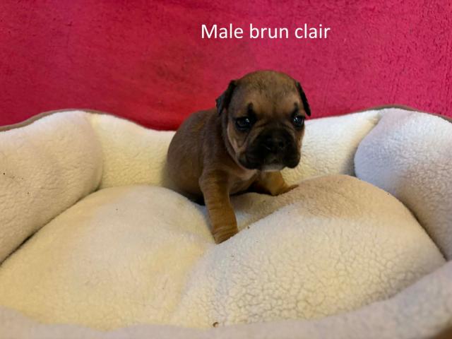 Photo Chiots bouledogues français image 5/6