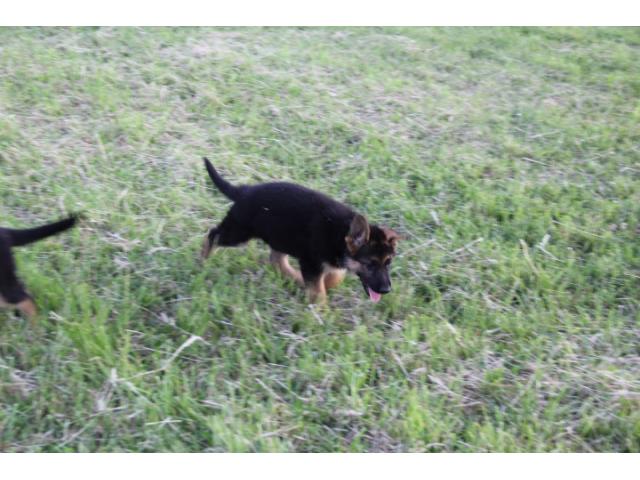 Photo chiots breger allemand image 5/6