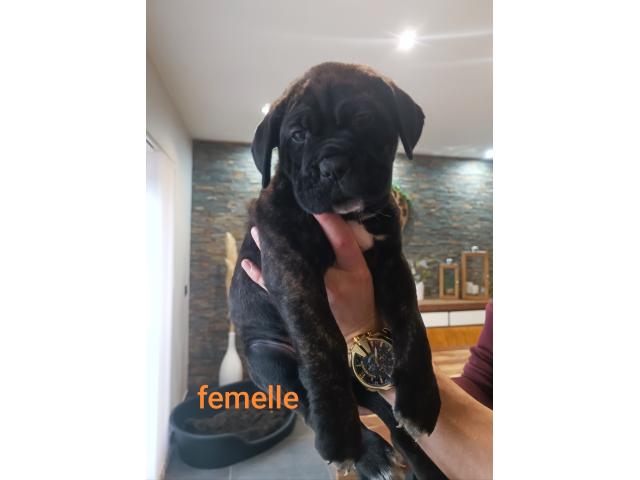 Photo Chiots Cane Corso image 5/6