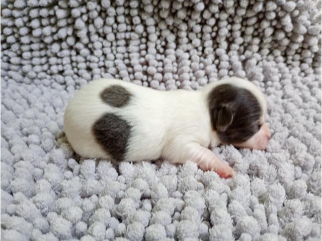 Photo Chiots chihuahua poils longs image 5/6
