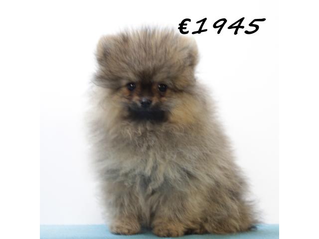 Photo Chiots Poméranien à vendre image 5/6