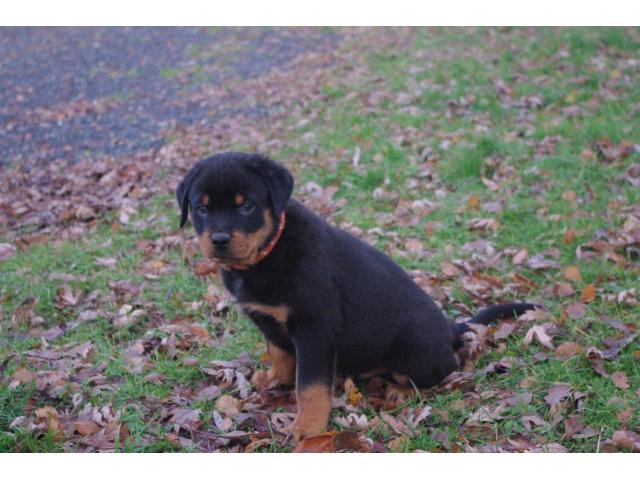 Photo Chiots rottweiler image 5/5