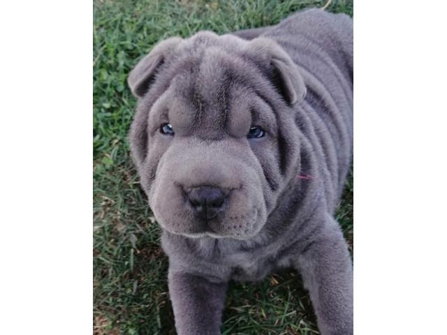 Photo Chiots shar -peïs image 5/5