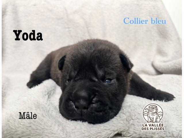 Photo Chiots Sharpei image 5/5