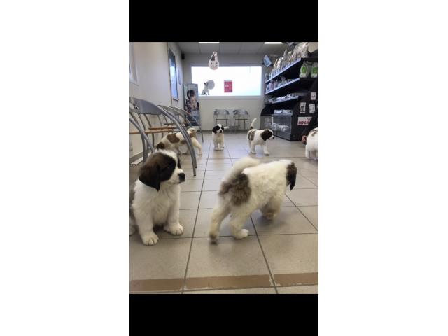 Photo chiots st bernard image 5/6