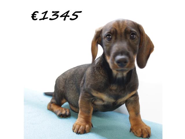 Photo Chiots teckel à poil dur à vendre image 5/6