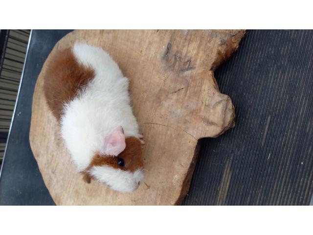 Photo Cochon d inde rex image 5/6