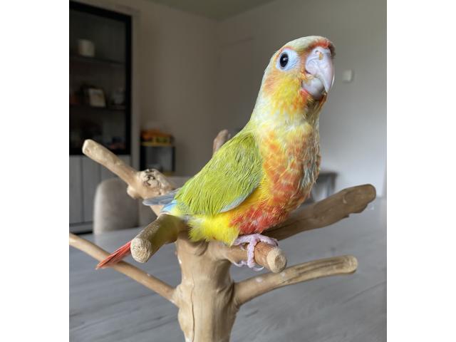 Photo CONURE PYRRHURA APPRIVOISÉ EAM image 5/6