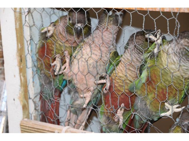 Photo Conures molina image 5/5