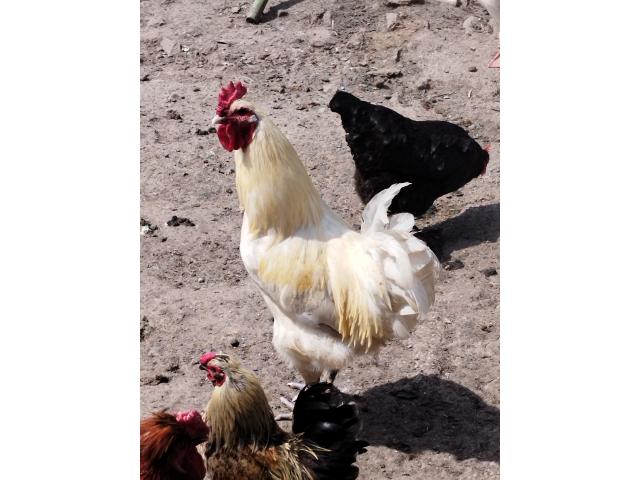 Photo Coq image 5/6