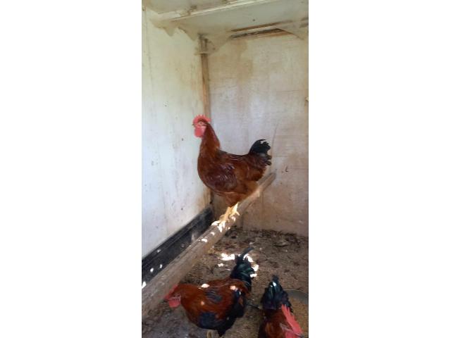 Photo Coq race Harko image 5/5