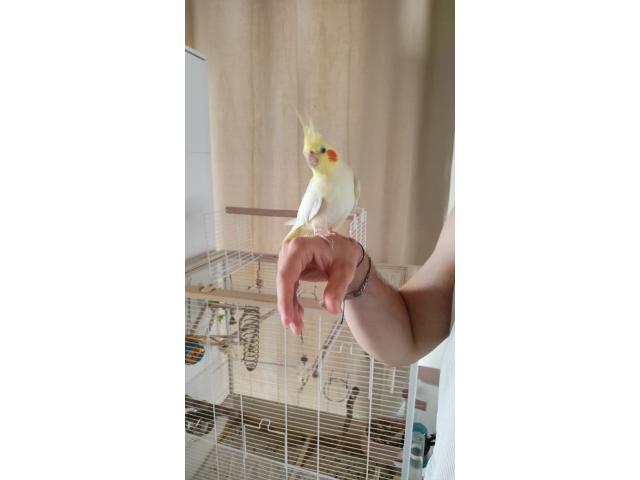 Photo Couple de Calopsittes apprivoisés + cage et accessoires image 5/5