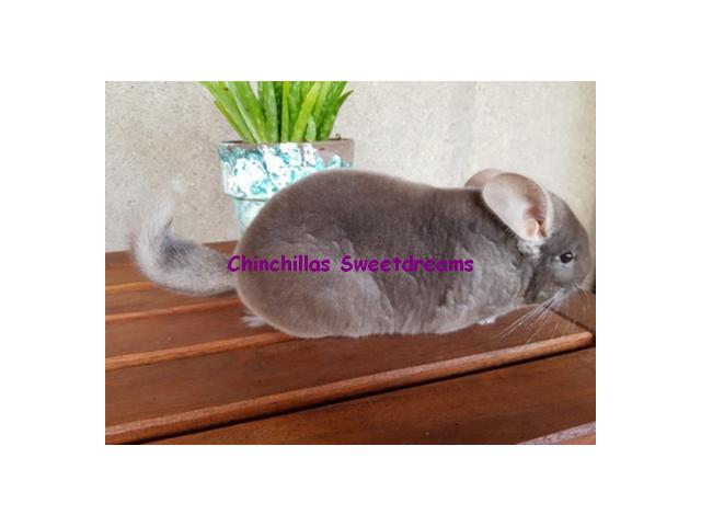 Photo Duo bébé chinchilla chocolat homozygote elevage familial serieux image 5/5
