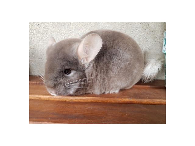 Photo Duo bébé chinchilla chocolat homozygote elevage familial serieux image 5/5