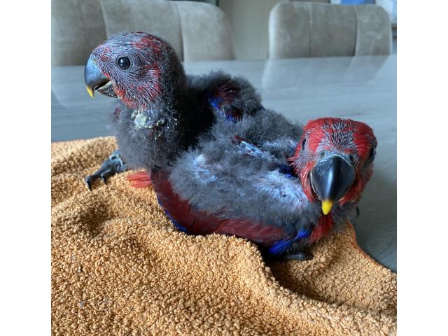 Photo ECLECTUS APPRIVOISER EAM 2025 image 5/6