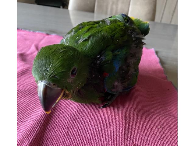 Photo Ecletus Apprivoiser Eam image 5/6